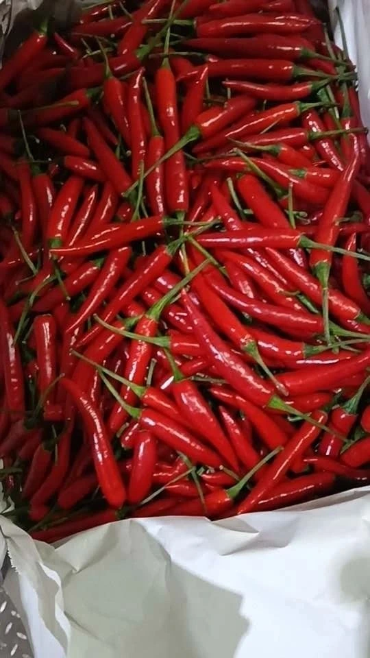 perec red