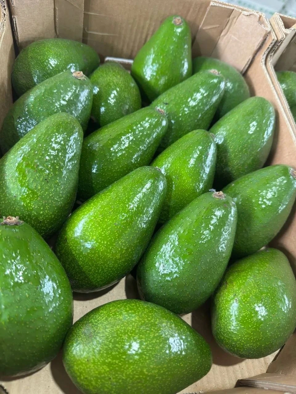 avakado