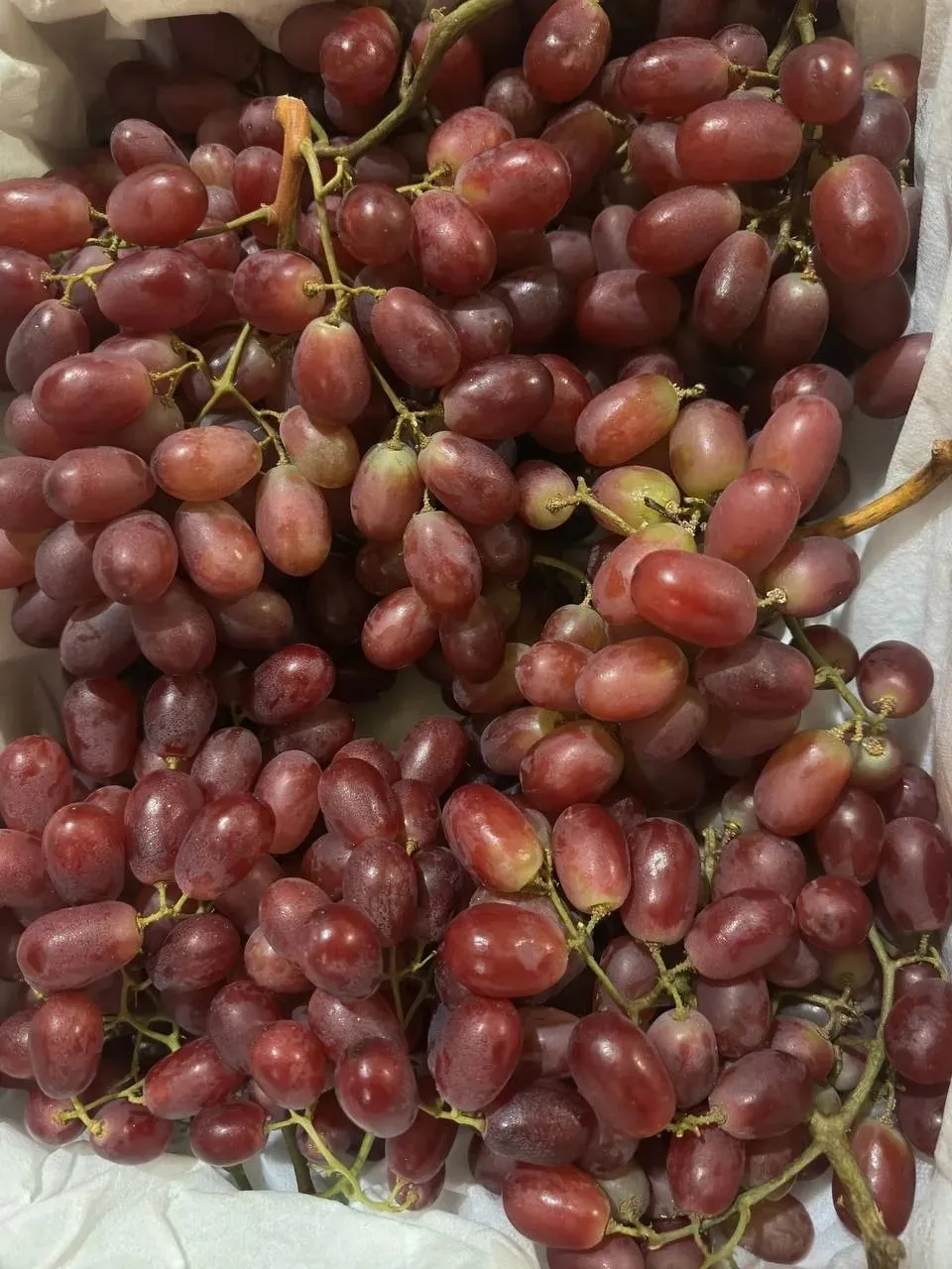 vinograd-1