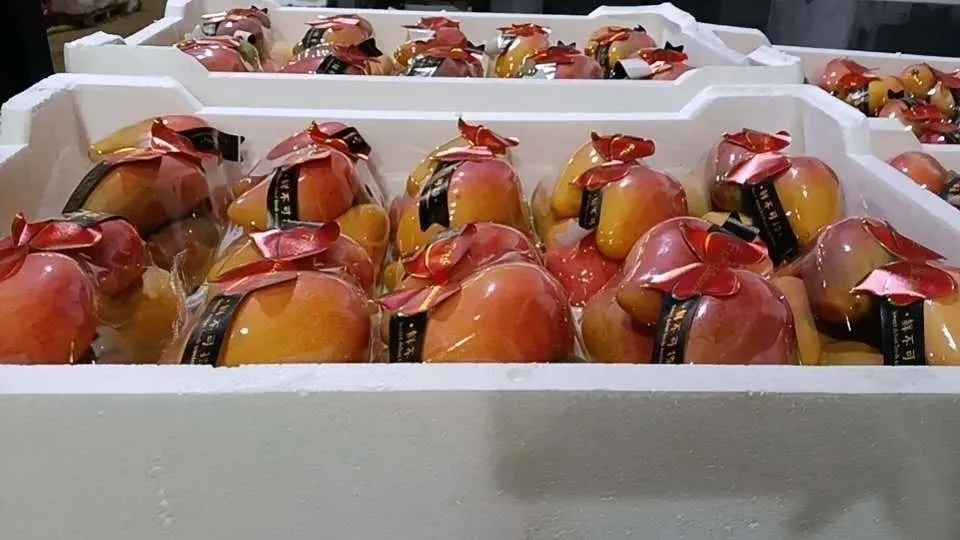 mango-2